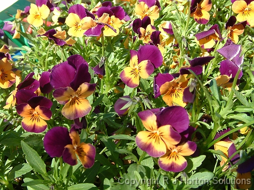 Viola Orange duet Floriana